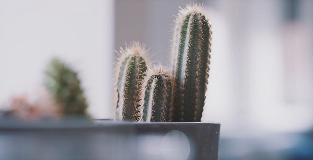 Cacti in a pot